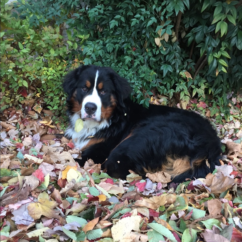 Meet your Posher, Sandy